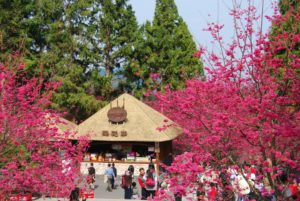 九族桜祭り