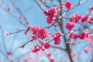 毎年二月中旬ごろの桜まつり