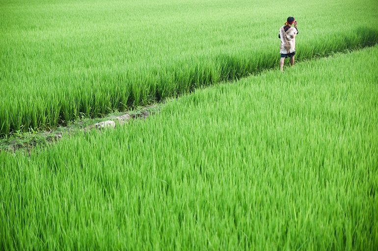 美しい緑の稲田