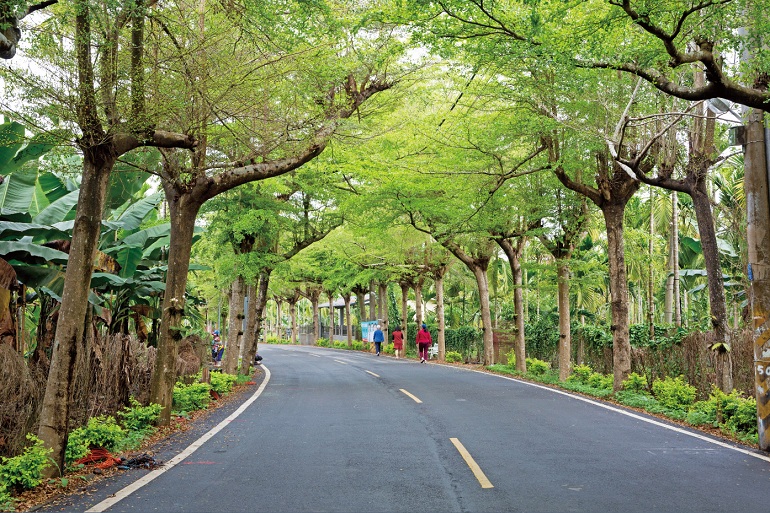 マダガスカルアーモンドツリーの並木道