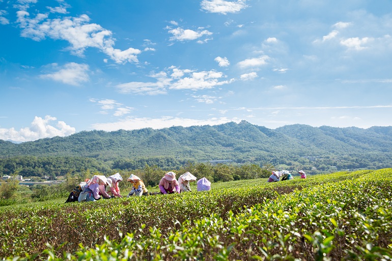 台湾農林銅鑼製茶工場