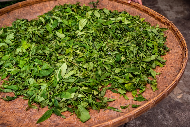自然のままの茶葉を使う製茶は熟練の技術が必要