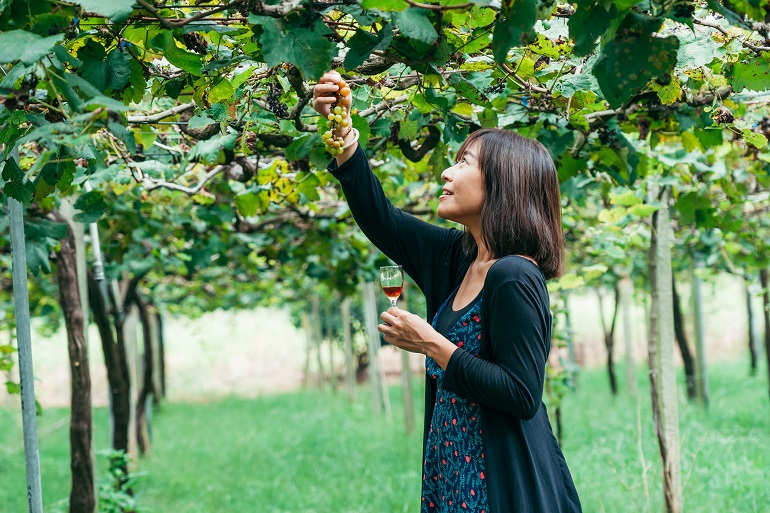 毎年7月ごろ葡萄園は収穫の時を迎える 台湾ランタンフェスティバル