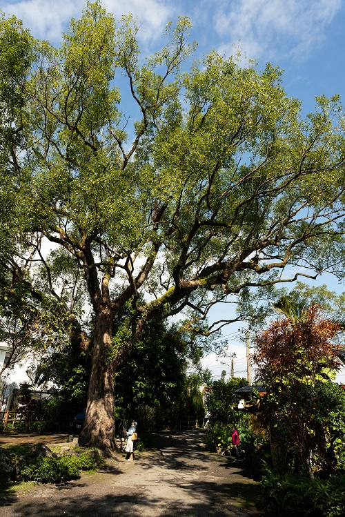 樹齢約200年のクスノキの大木　鳳林