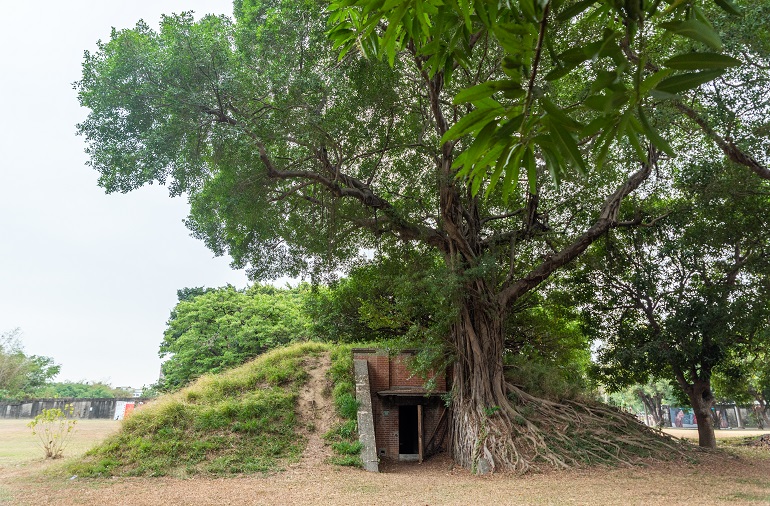 ガジュマルの樹が生い茂る防空壕