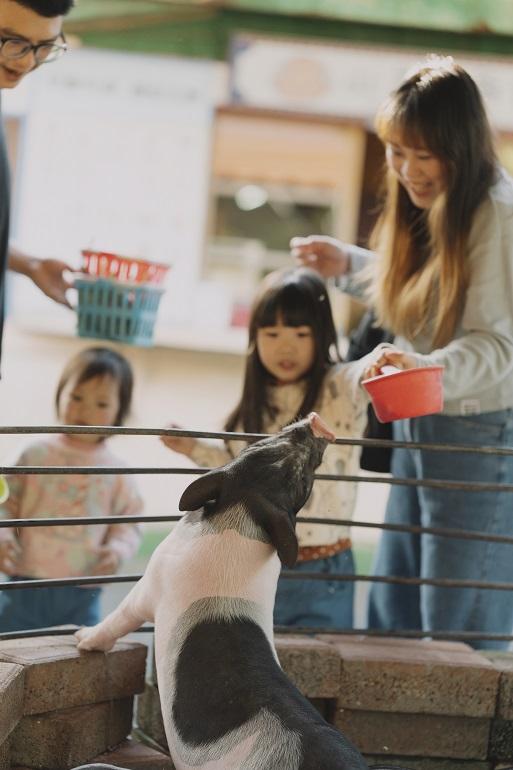 ミニブタのえさやり体験