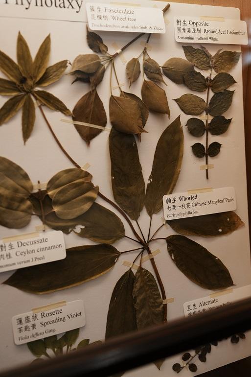台湾大学 植物標本館 押し葉標本