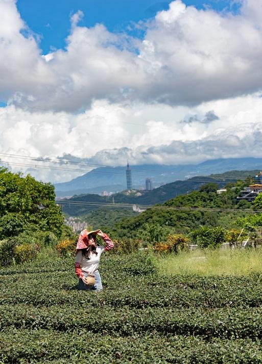 美加茶園　茶畑